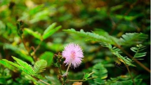 含羞草开花季节剖析（夏季开花的含羞草）