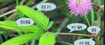 含羞草的生长过程（从发芽到长叶）