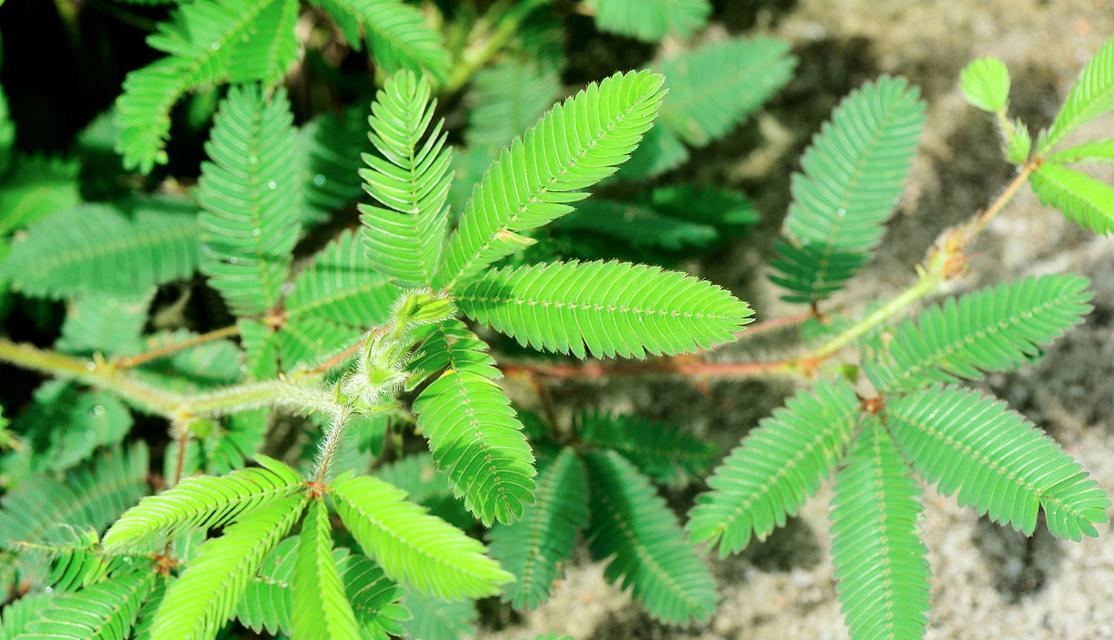 含羞草，一种美丽的多年生植物（探究含羞草的特性及栽培技巧）