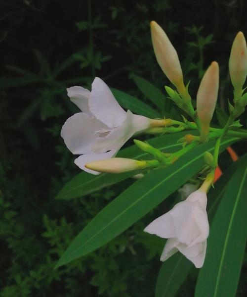 夹竹桃花语与传说（妖艳花朵与禁忌之恋）