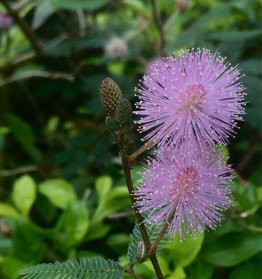 含羞草——神奇的热带植物（从含义到种类）