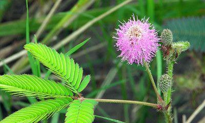 含羞草——神奇的热带植物（从含义到种类）