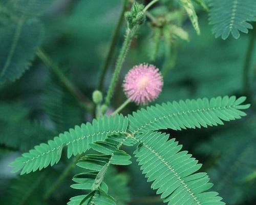 含羞草——神奇的热带植物（从含义到种类）