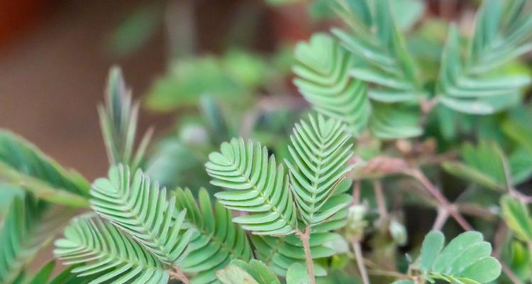 含羞草——常绿草本植物的美丽代表