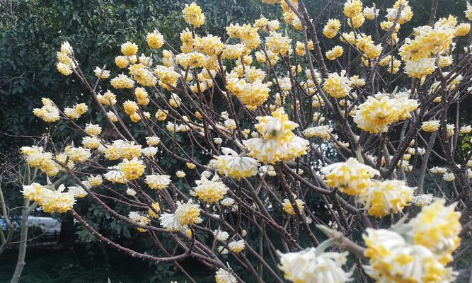 花开以结香，传说永留（结香的花语及其传说）