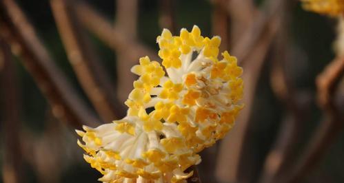 以结香花的寓意与风水之道（传承古老文化）