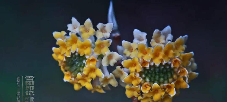 以结香花的寓意——美好的永恒和祝福（永恒的香气）