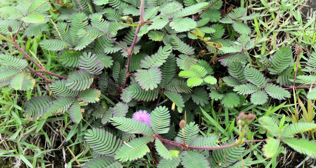 含羞草叶片发黄的原因和处理方法——植物护理技巧