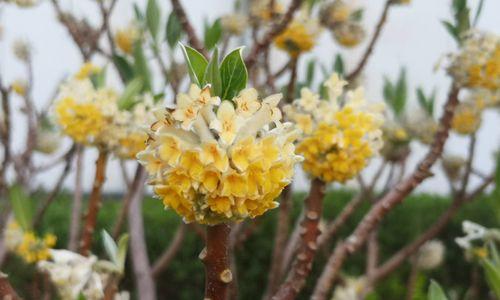 以结香花的寓意——美好的永恒和祝福（永恒的香气）