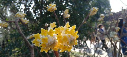 以结香花花语之美（探寻花开之间的情感纽带）