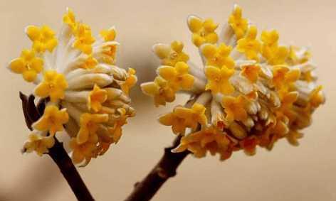 以结香花语之美——探寻花朵背后的情感与意义（香花的魅力与神秘）