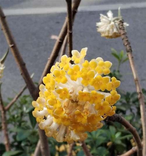 以结香花语之美——探寻花朵背后的情感与意义（香花的魅力与神秘）