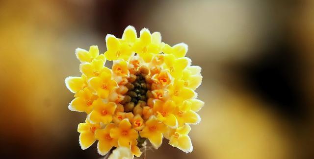 以结香花语之美——探寻花朵背后的情感与意义（香花的魅力与神秘）