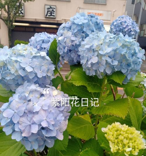 花的花语（探讨花的多重花语及可能的背叛意象）