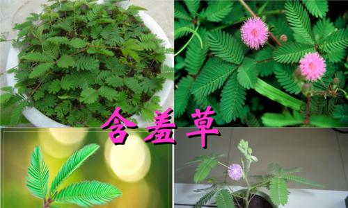 含羞草一年开几次花？——探究含羞草的开花周期