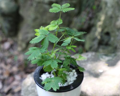 如何在一盆含羞草中合理种植（合理规划）