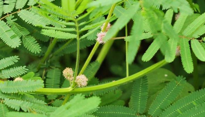 含羞草有香味吗（探秘含羞草的芳香之谜）