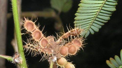 含羞草的种子在哪里（探寻含羞草的种子来源与种植方法）