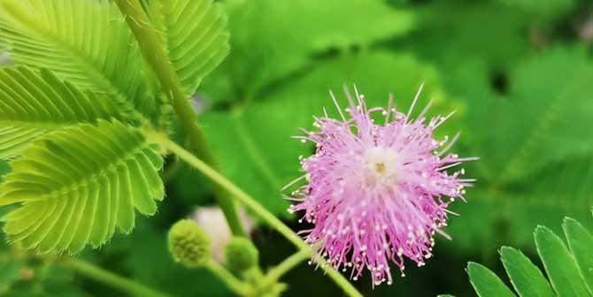 含羞草开花季节与花期（含羞草的开花月份以及开花规律）