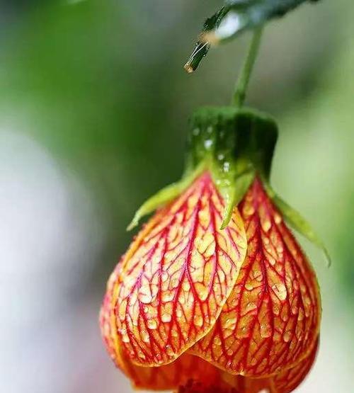 金铃花的花语与寓意（探索金铃花所传递的美丽情感与深刻寓意）