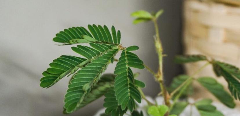 含羞草的养殖方法（从种植到管理）