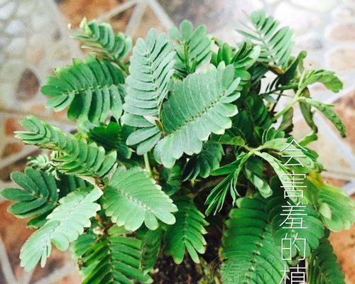 含羞草的养殖方法（从种植到管理）