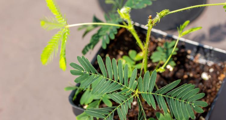 含羞草种植时间与生长周期（了解种植含羞草的最佳时间和生长周期）