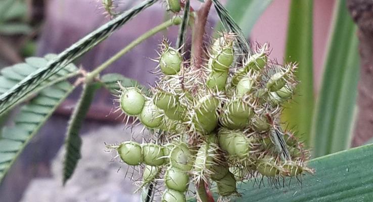 含羞草种子发芽全过程（从萌芽到成长的生命之路）