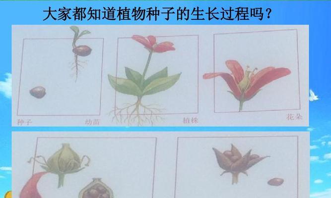 含羞草种子的最佳播种时间及方法（了解含羞草的生长习性）