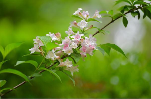 锦带花的花语与寓意（揭开锦带花的神秘面纱）