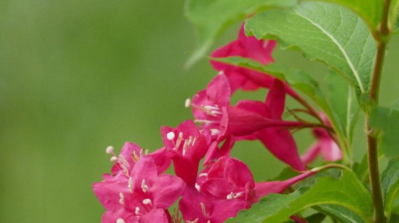 锦带花的花语与寓意（揭开锦带花的神秘面纱）