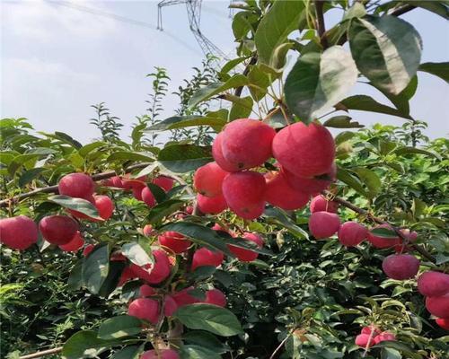 寒富苹果成果显著（传统果业迎来新机遇）