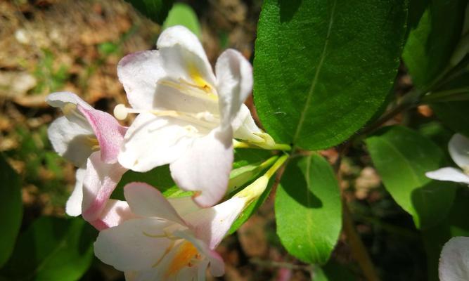 锦带花的花语及其象征意义（探寻锦带花的花语）