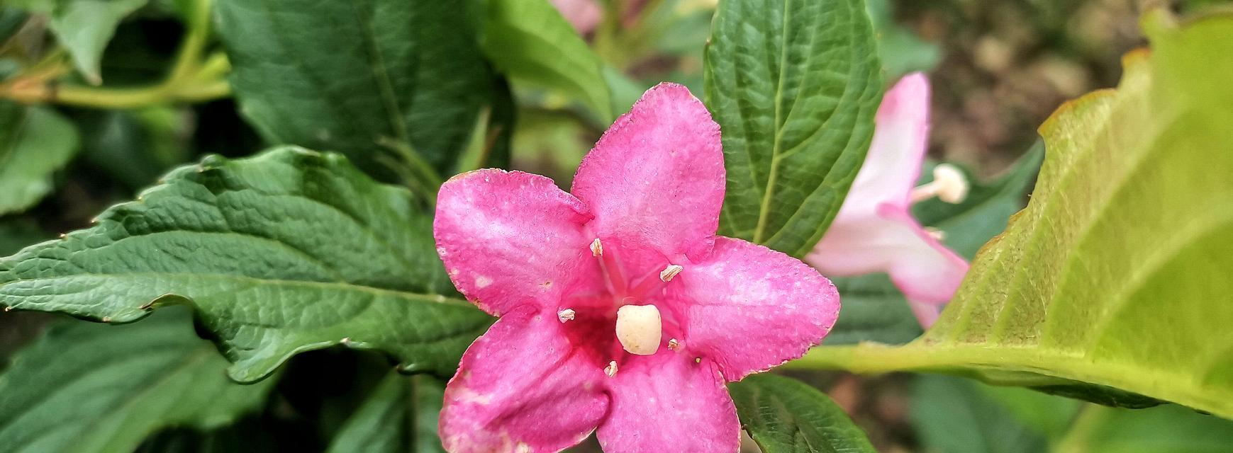 锦带花的花语与含义（揭开锦带花的神秘面纱）