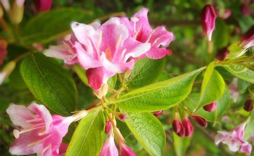 锦带花的花语与含义（揭开锦带花的神秘面纱）