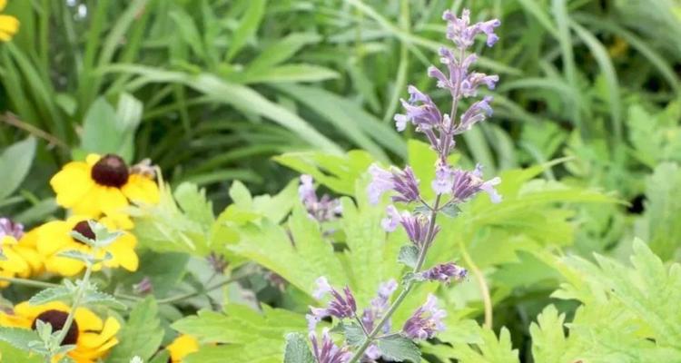 寒冷地区农作物种植解析（适合种植的农作物及其特点）