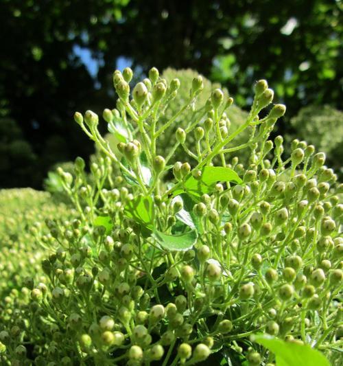 寒冷地区农作物种植解析（适合种植的农作物及其特点）