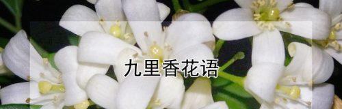 九里香的花语与意义（探寻九里香的花语）