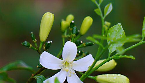 九里香的花语与意义（探寻九里香的花语）