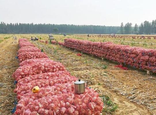 探究中国传统饮食文化中的亩产量（汉菜亩产量和地产量的关系及影响因素）