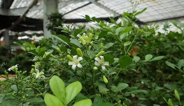 九里香花语之美——探寻其深刻寓意（传承千年的花海）