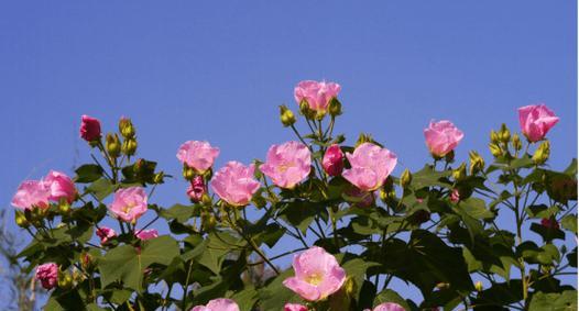 探寻汉中市的市花（揭秘汉中市花的历史与文化）