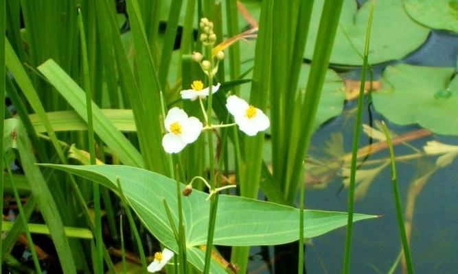 揭秘旱金莲的生长环境（从水中走出来的“水生植物”）