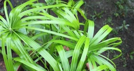 旱伞草并不是水生植物（认识旱伞草的生长环境和特点）