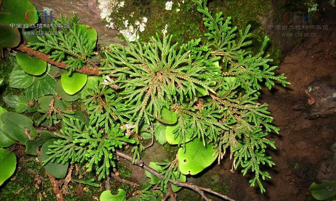 旱生植物的逆境生存之道（探秘旱生植物的生命力与智慧）