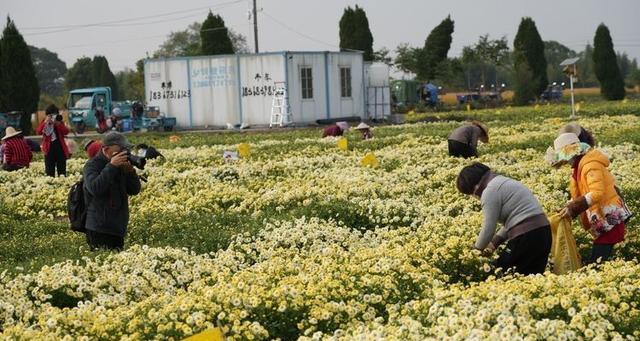 杭白菊种植全攻略（把握最佳月份）