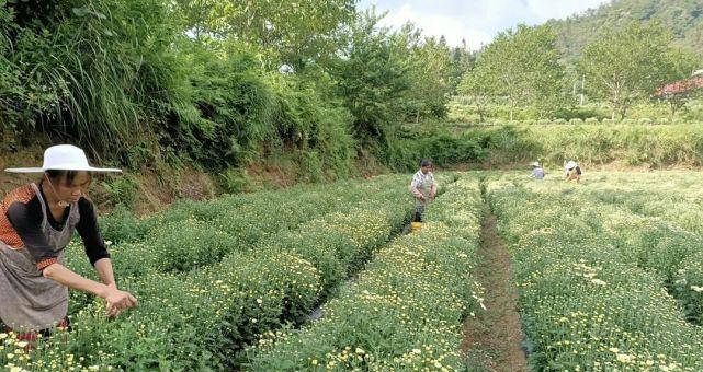 杭白菊种植全攻略（把握最佳月份）