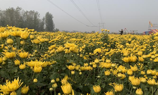 杭白菊亩产量的估算与提高（以杭州市为例）