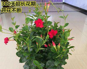 室外种植好养的花卉（选择易养花卉轻松打造漂亮的户外花园）