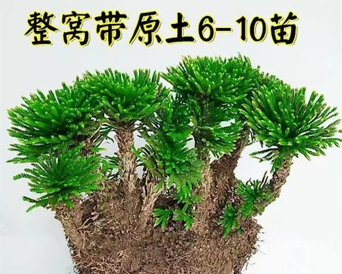 好养的植物盆栽推荐（15款适合室内栽培的容易养活的植物）